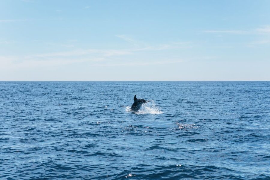 Albufeira: 2.5-Hour Benagil Caves & Dolphin Watching - Marine info on board: what you actually gain from the guide