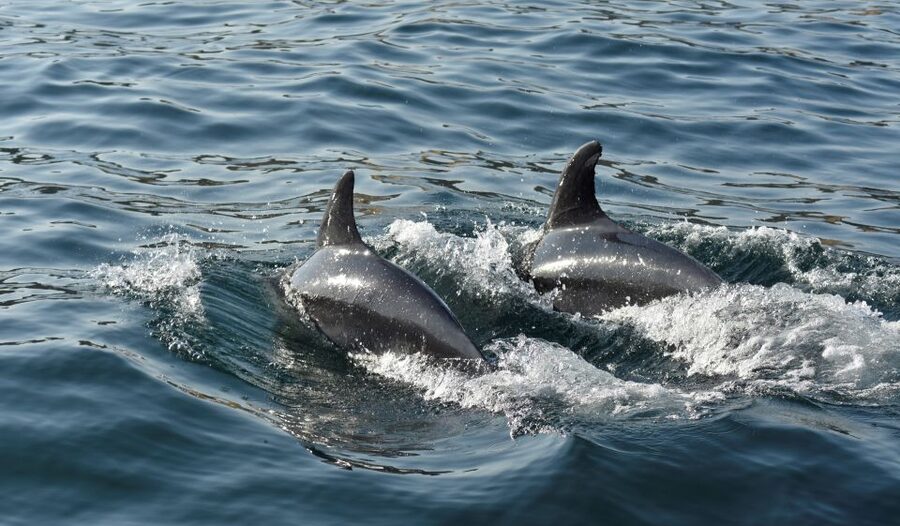 Albufeira: 2.5-Hour Dolphin Watching and Caves Trip - Should you book the Albufeira dolphin and caves trip?