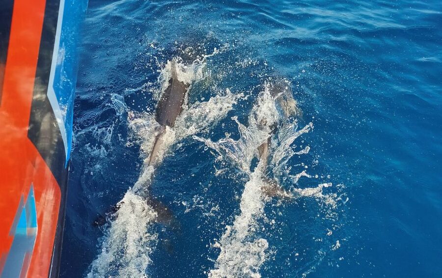 Albufeira: 2.5-Hour Dolphin Watching and Caves Trip - Entering Benagil caves: the part you’ll remember most