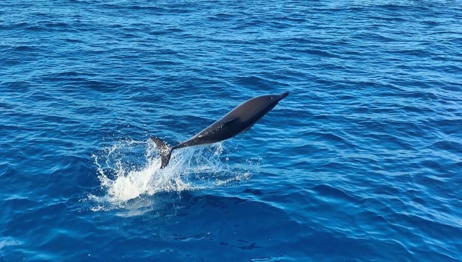 Albufeira: 2.5-Hour Dolphin Watching and Caves Trip - The dolphin hunt: how the crew searches and what you can do