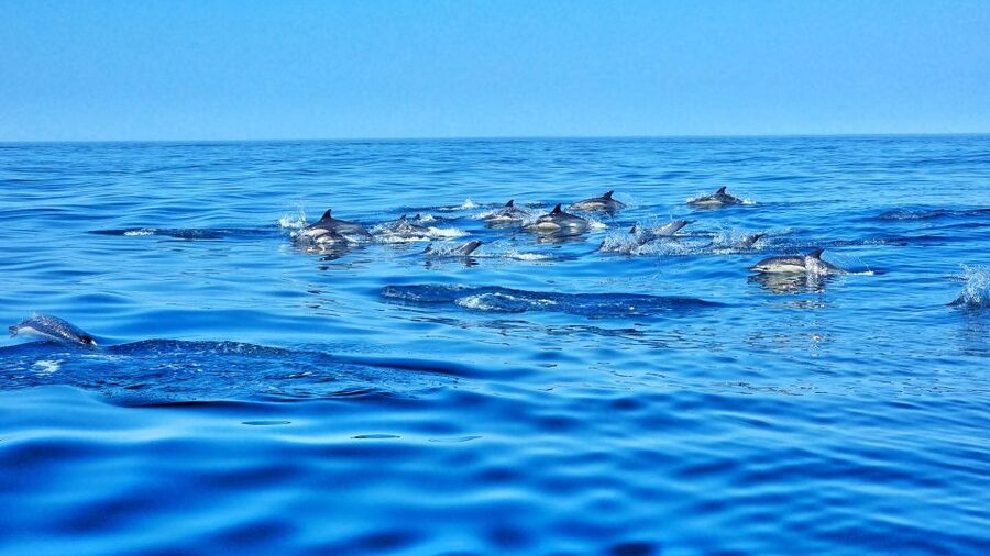 Albufeira: Benagil Cave and Dolphin Sightseeing Boat Cruise - Coastline Pass-By Stops: São Rafael, Galé Salgados, and Armação de Pêra