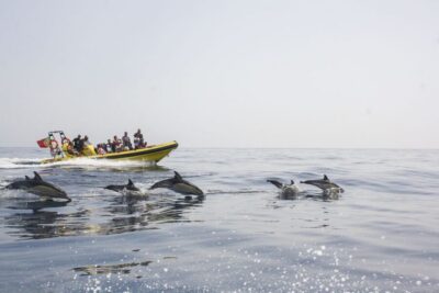 Benagil Caves & Dolphin Watching Speed Boat Tour