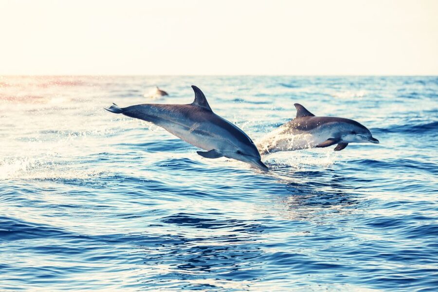 Albufeira: Benagil Caves & Dolphin Watching Speed Boat Tour - The swimming stop: worth it when conditions allow