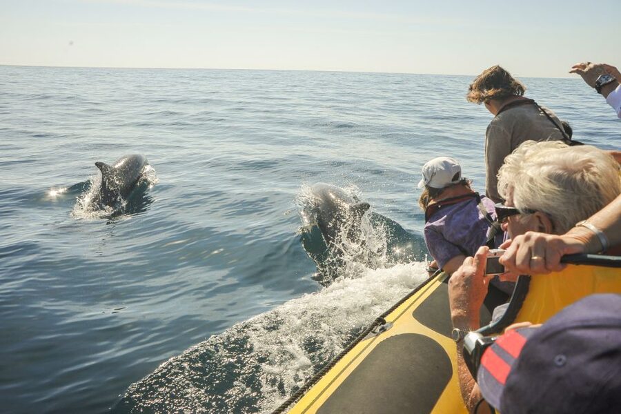Albufeira: Benagil Caves & Dolphin Watching Speed Boat Tour - Dolphin watching: how to make the most of the chance you get