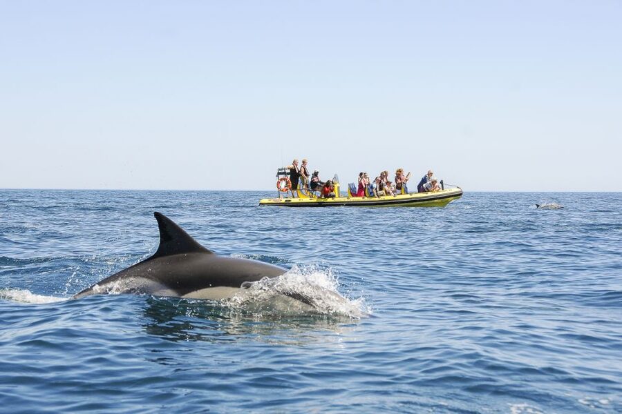 Albufeira: Benagil Caves & Dolphin Watching Speed Boat Tour - Crew and group vibe: why Ana and Ruben pop up so often