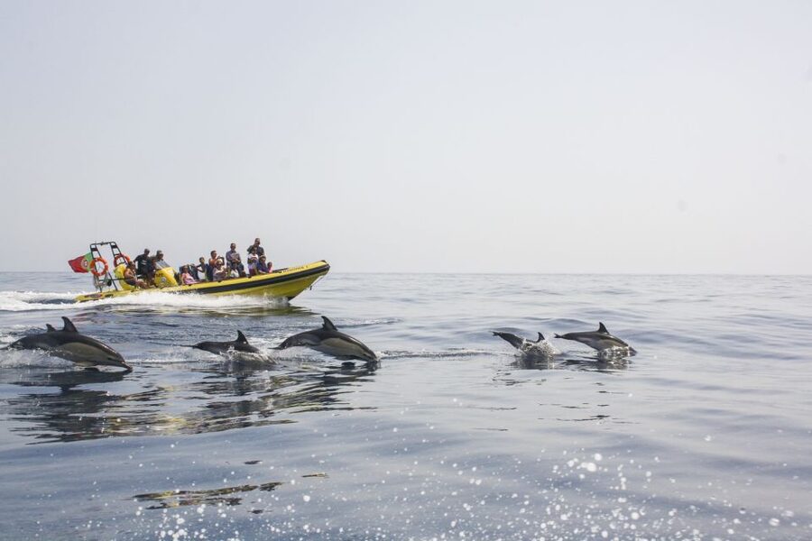 Albufeira: Benagil Caves & Dolphin Watching Speed Boat Tour - Cruising the 18 km coast, spotting São Rafael and Marinha
