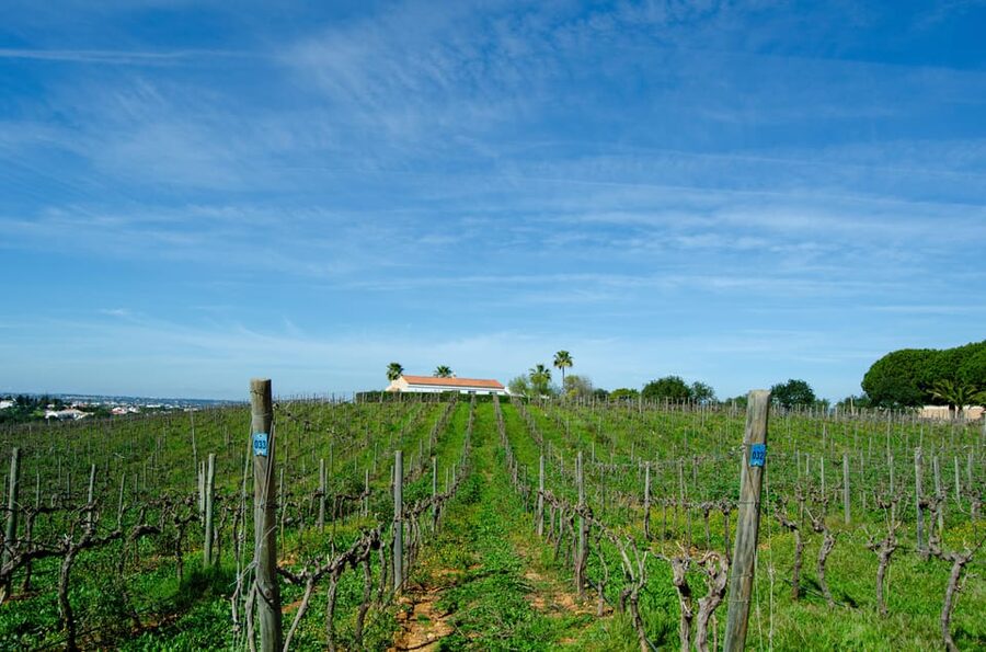 Albufeira: City Highlights & WINE TASTING - The guide factor: why names matter on a tour like this