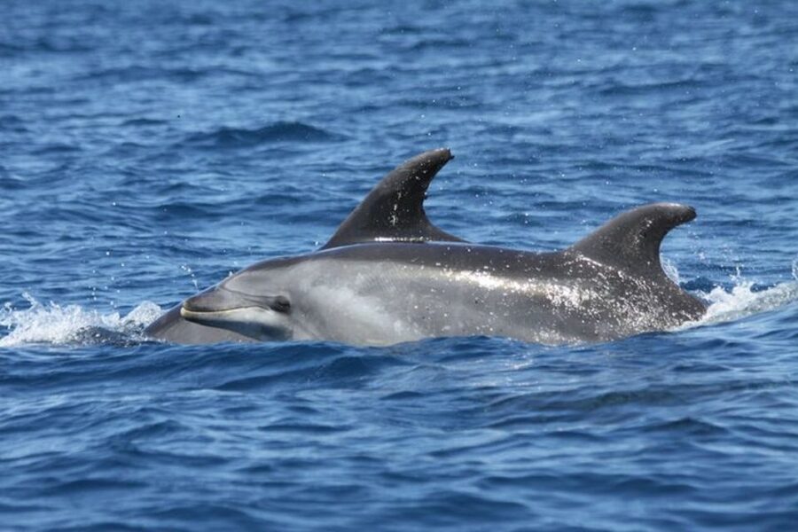 Albufeira: Dolphin Watching and Benagil Cave - Swim Stops Near Algarve Beaches, the Part That Depends on Wind and Water