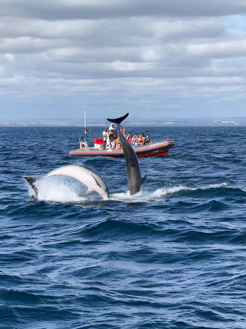 Albufeira: Dolphin Watching and Benagil Cave Boat Cruise - Key Things to Know Before You Go