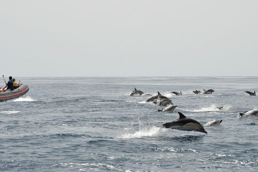 Albufeira: Dolphin Watching and Benagil Cave Boat Cruise - Alfanzina Lighthouse and the Algarve Coast From the Water