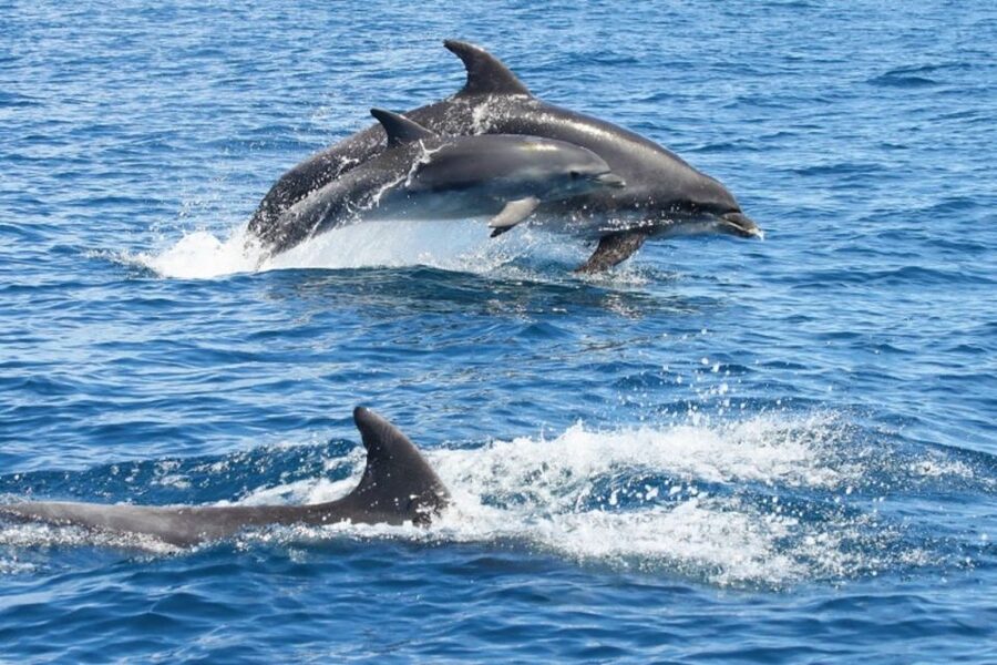Albufeira: Dolphin Watching and Benagil Cave - Meeting XRide in Marina de Albufeira, Fast Check-In, Clear Setup