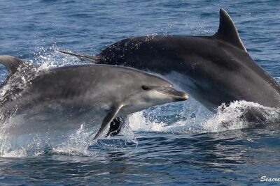 Dolphins and Caves Tour