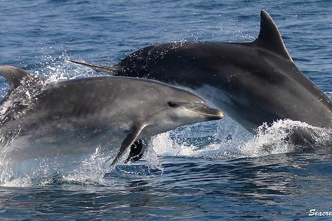 Albufeira: Dolphins and Caves Tour - What happens on the boat before you reach the caves
