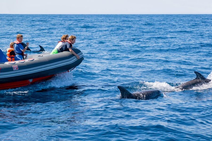 Albufeira: Dolphins & Benagil Caves RIB Tour - Dolphin Watching With a Marine Biologist: How It Feels on the Water
