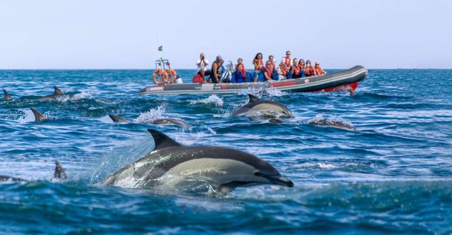 Albufeira: Dolphins & Benagil Caves RIB Tour - Benagil Sea Cave Interior Access: 15 Minutes That Count