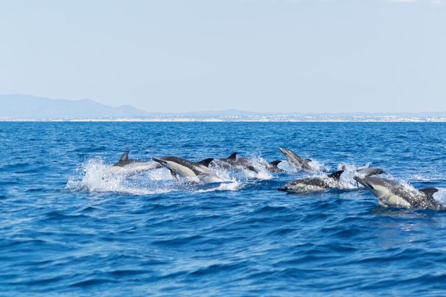 Albufeira: Dolphins & Benagil Caves RIB Tour - What to Wear on a Windy RIB Day (So You Stay Comfortable)