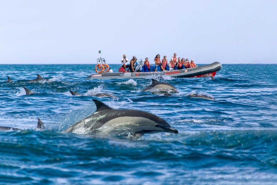Albufeira: Dolphins & Benagil Caves RIB Tour - Safety, Comfort, and Who Should Rethink a Speedboat Tour