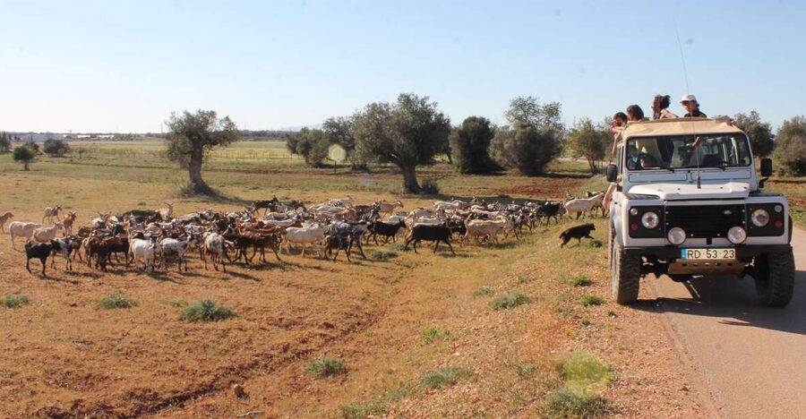 Albufeira: Jeep Safari Half-Day Countryside Tour - Why This Jeep Safari Feels Like a Shortcut to the Real Algarve