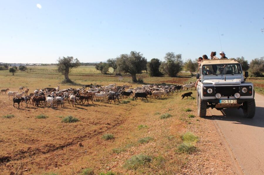 Albufeira: Jeep Safari Half-Day Countryside Tour - Pickup in Albufeira, Then Off-Road in a Small Group