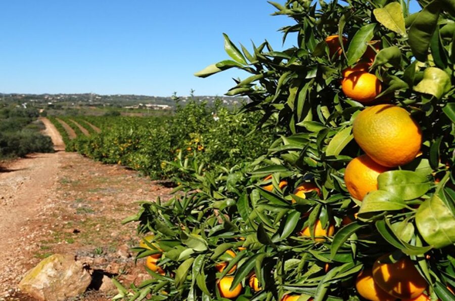 Albufeira: Safari Excursion in the Algarve Mountains - Panoramic Finish at Pico Alto: The View That Locks It Together