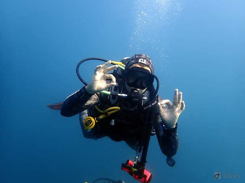 Albufeira: Scuba Diving Experience for Beginners - What you might see in the Algarve waters