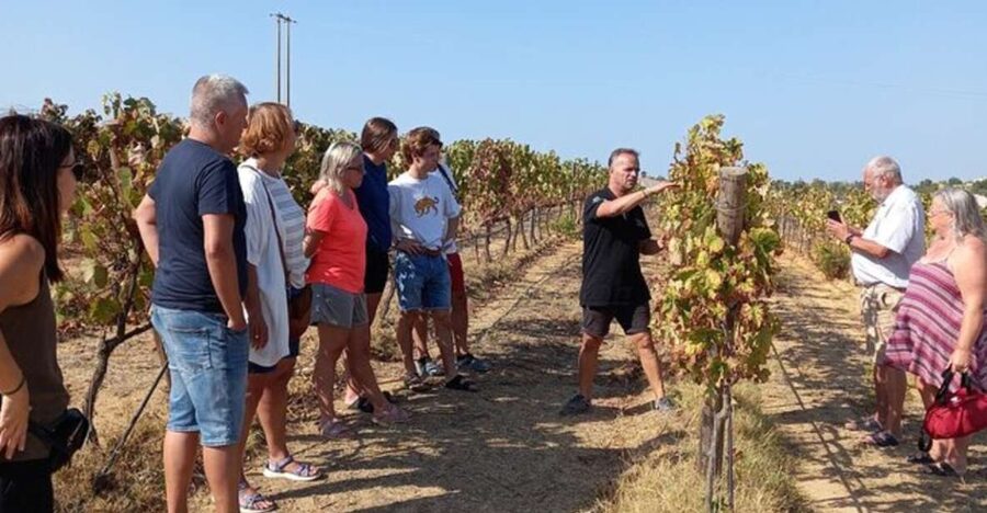 Albufeira/Vilamoura: Winery Tour with Wine Tasting and Tapas - Key Things You’ll Notice Right Away