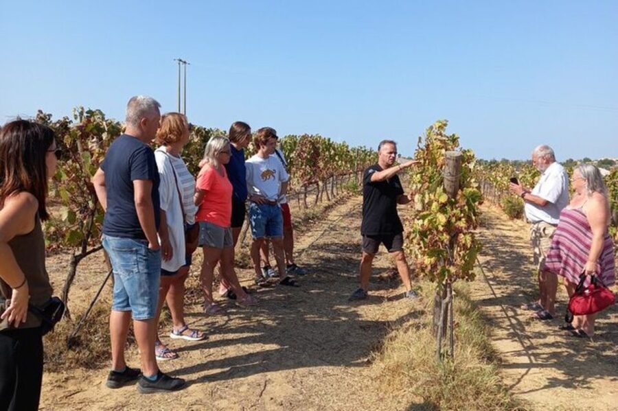 Albufeira/Vilamoura: Winery Tour with Wine Tasting and Tapas - Walking the Vines: What the Winery Tour Feels Like on the Ground
