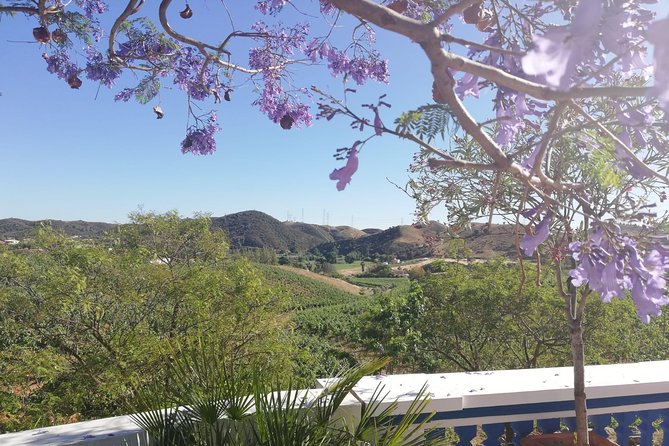 Albufeira Wine Tasting: Boutique Winery Tour & Historic Silves - The boutique winery: what you actually get during the tour