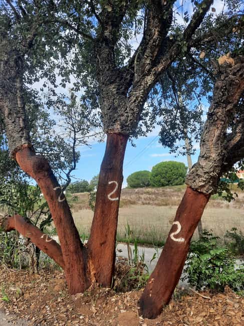 Algarve: 4x4 Safari Tour - from Coastal Wonders to Rural Treasures - Estômbar and sea-salt brine: how a simple substance shaped the economy