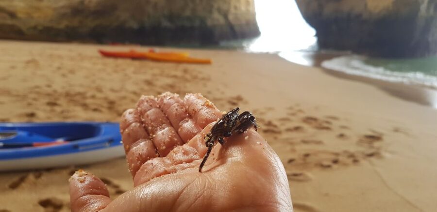Algarve: Benagil Cave Sunrise Kayak Tour with Shower Use - Carvalho Beach: where the pacing feels gentler before heading back