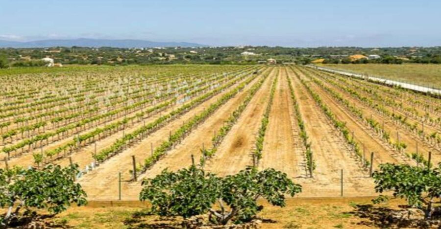 Algarve: Classic Wine Tour & Tasting in Silves - A family winery in Silves that keeps the focus on Algarve grapes