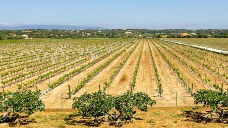 Algarve: Classic Wine Tour & Tasting in Silves - How the 3-wine tasting actually helps you learn (and choose bottles)
