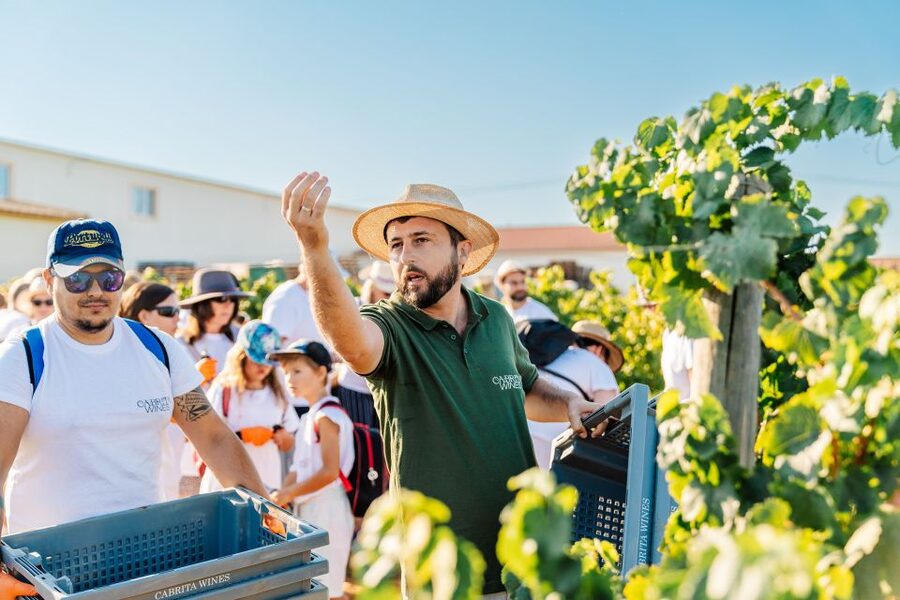 Algarve: Classic Wine Tour & Tasting in Silves - Cheese and charcuterie pairings that feel like part of the lesson