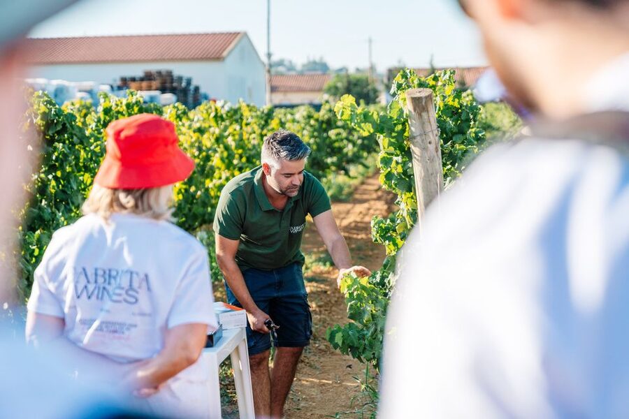 Algarve: Classic Wine Tour & Tasting in Silves - Price and value: why $35 can make sense in the Algarve