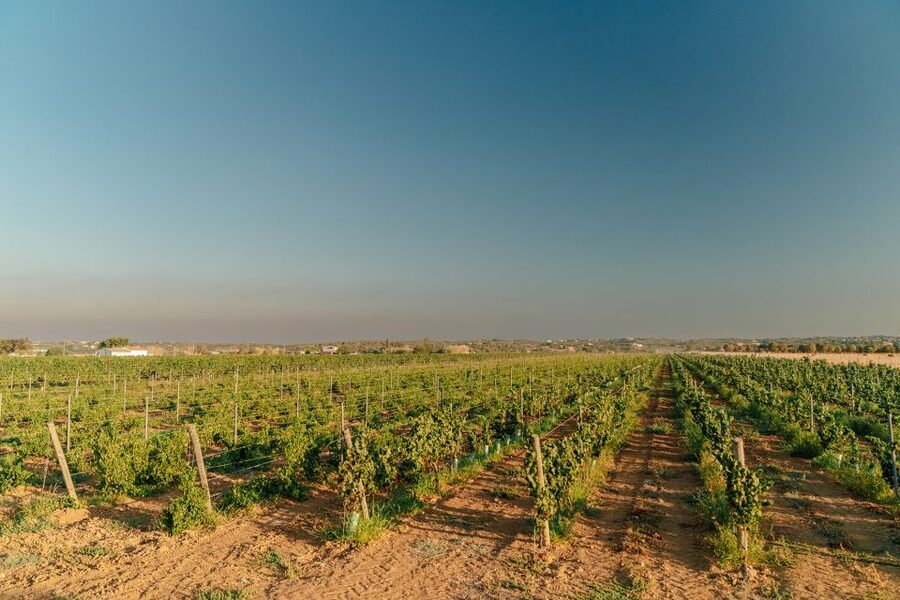 Algarve: Classic Wine Tour & Tasting in Silves - Should you book the Algarve Classic Wine Tour in Silves?