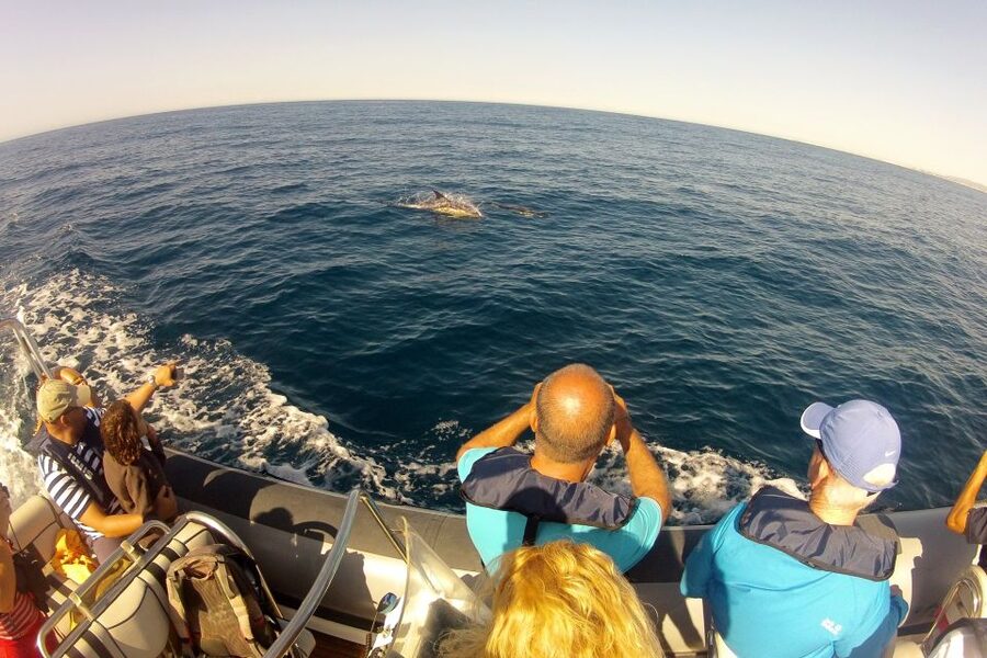 Algarve Dolphin Watching & Marine Life Eco Tour - Key Points Before You Go