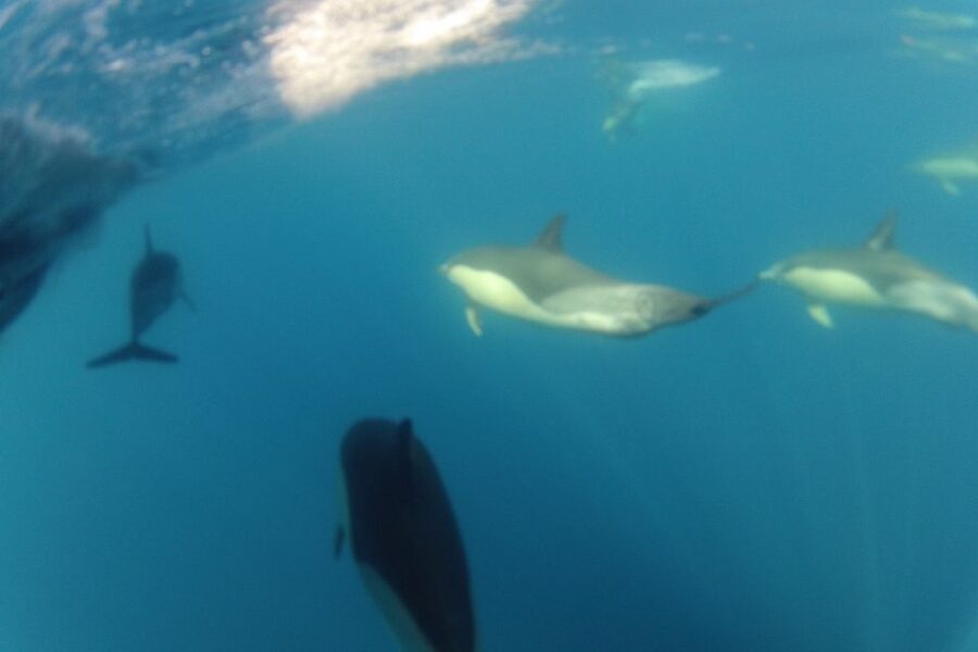 Algarve Dolphin Watching & Marine Life Eco Tour - Comfort, Safety, and Who This Tour Fits Best