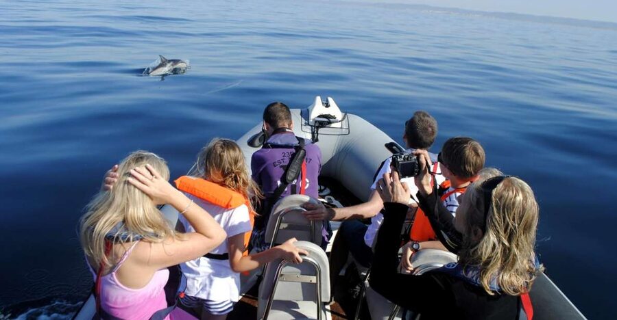 Algarve Dolphin Watching & Marine Life Eco Tour - Why Algarve Dolphin Watching Feels Different Here
