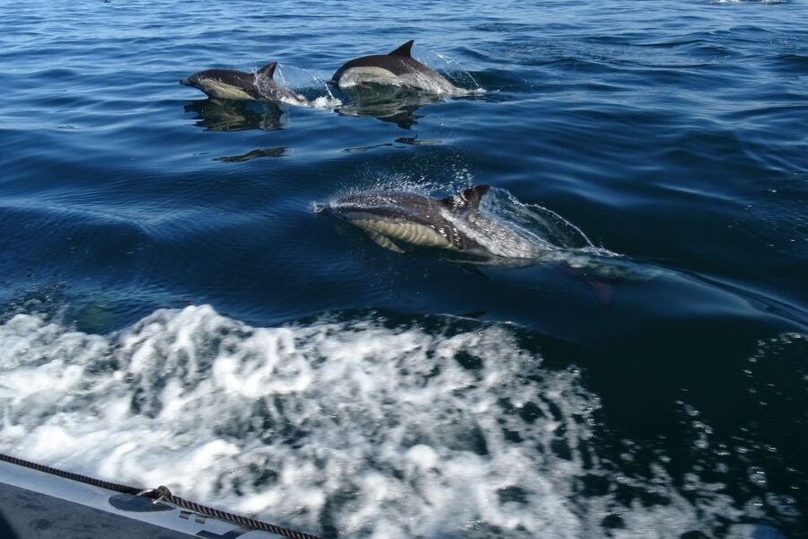 Algarve Dolphin Watching & Marine Life Eco Tour - Meeting Point and Getting Ready in Faro