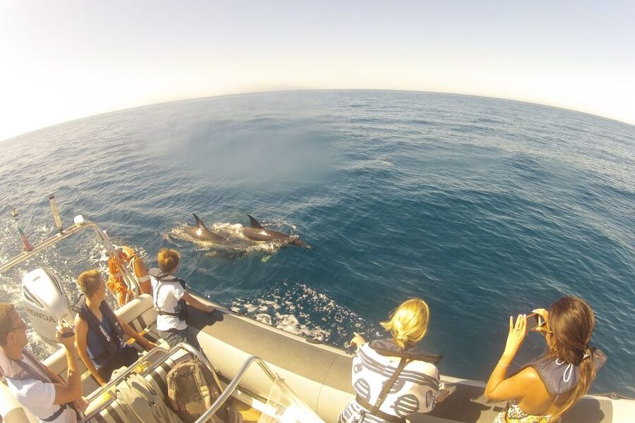 Algarve Dolphin Watching & Marine Life Eco Tour - Ilha do Farol, Coastlines, and the Bird Show Along the Way