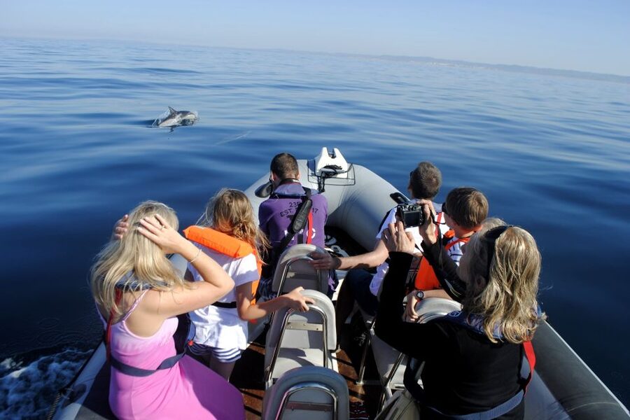 Algarve Dolphin Watching & Marine Life Eco Tour - Offshore Search Toward Santa Maria Cape and Open Water
