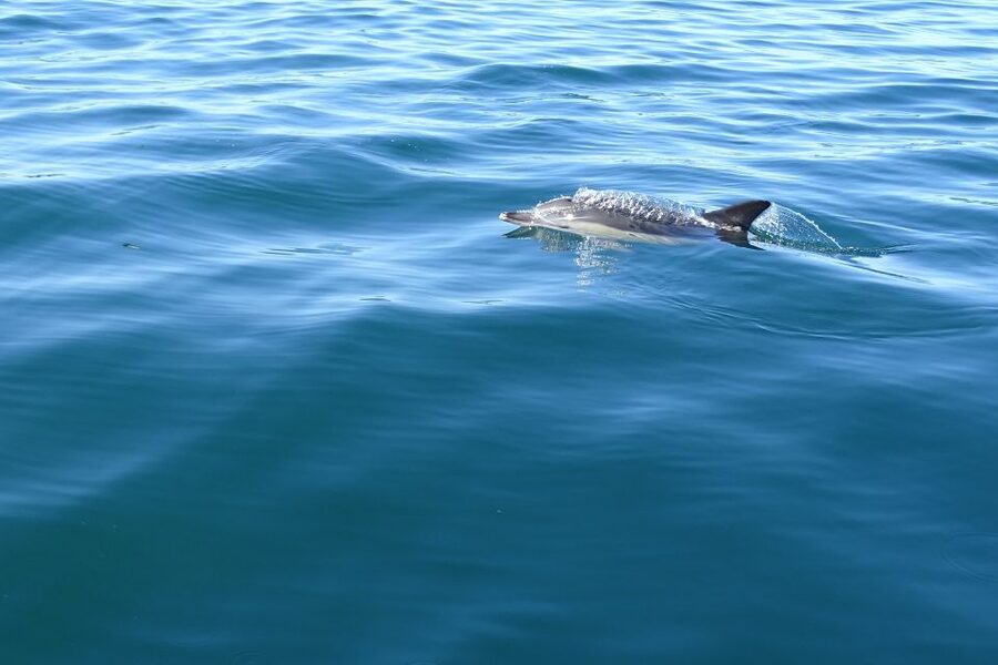Algarve Dolphin Watching & Marine Life Eco Tour - The Secret Stop: When the Guide Has Time to Chase the Good Moments
