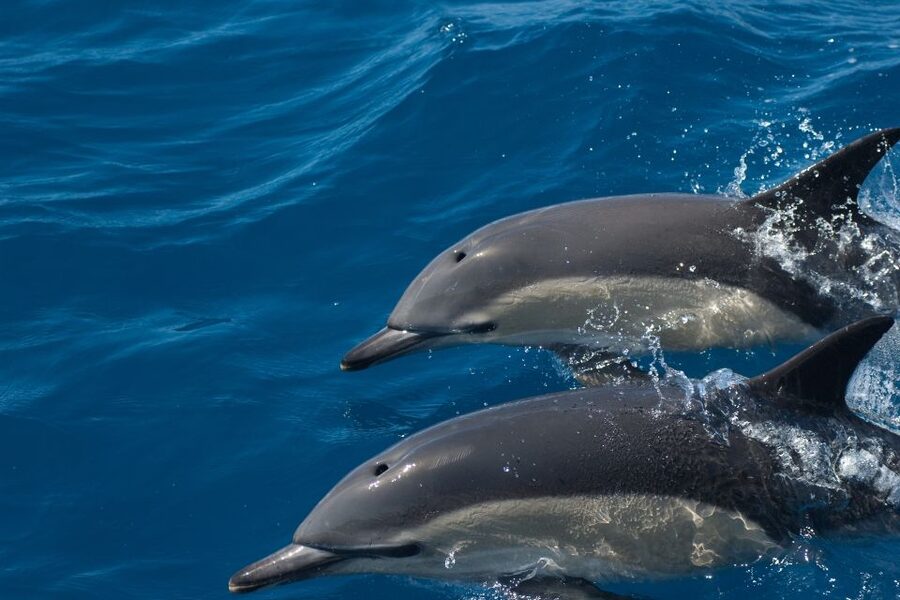 Algarve Dolphin Watching & Marine Life Eco Tour - Culatra Island and the Return Through the Natural Park