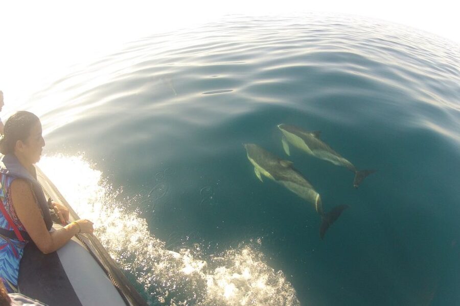Algarve Dolphin Watching & Marine Life Eco Tour - What You’re Paying For: Boat, Guide, and Real-Time Marine Talk