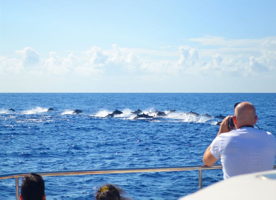 All Inclusive Whale and Dolphin Watching Luxury Tour - Key reasons this tour feels worth it