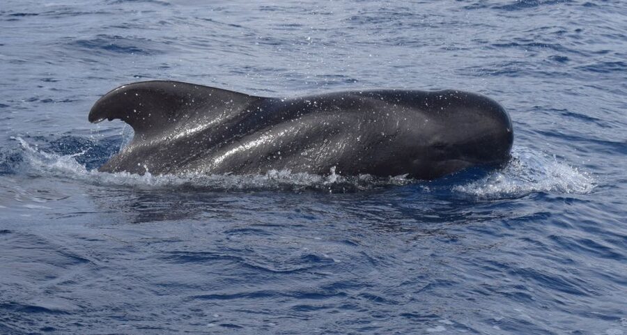 All Inclusive Whale and Dolphin Watching Luxury Tour - Snacks, Cocktails, and the Real 3-Hour Rhythm