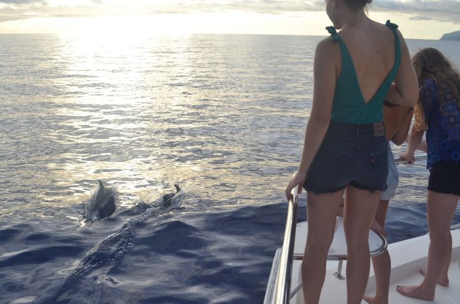 All Inclusive Whale and Dolphin Watching Luxury Tour - What If the Sea Is Choppy, or You Do Not See Whales?