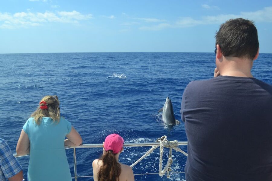 All Inclusive Whale and Dolphin Watching Luxury Tour - Who This Tour Is Best For (and Who Might Skip It)