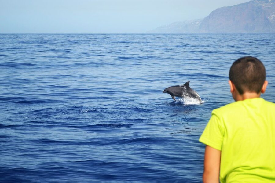 All Inclusive Whale and Dolphin Watching Luxury Tour - Should You Book This Whale and Dolphin Tour From Funchal?