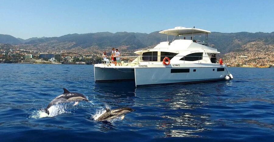 All Inclusive Whale and Dolphin Watching Luxury Tour - How the Wildlife Search Works Off Madeira (and Why the Boat Size Matters)